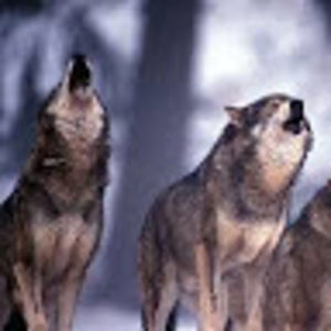 Meet your Posher, Warren